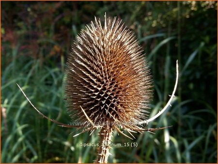 Dipsacus fullonum