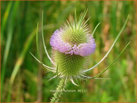 Dipsacus fullonum