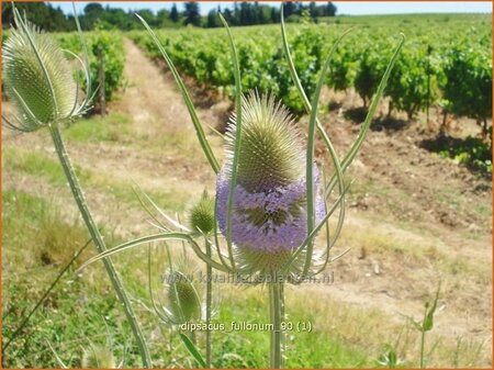 Dipsacus fullonum