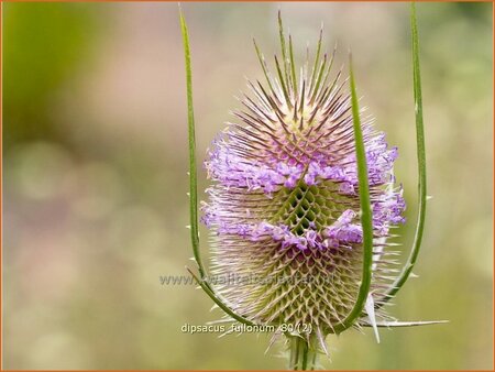 Dipsacus fullonum