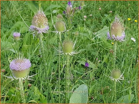 Dipsacus fullonum