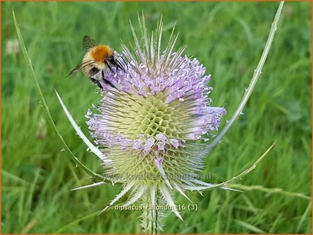 Dipsacus fullonum