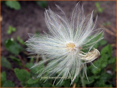 Dryas suendermannii