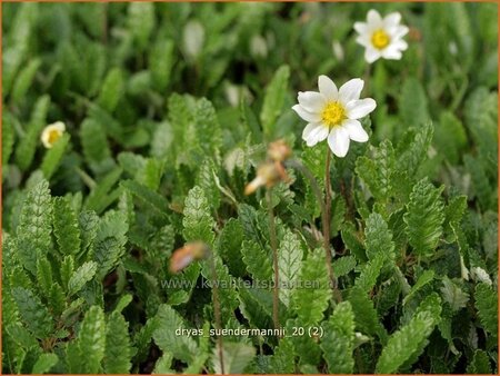 Dryas suendermannii