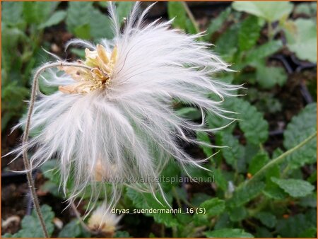 Dryas suendermannii
