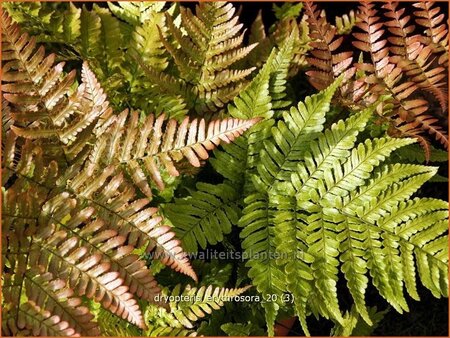 Dryopteris erythrosora