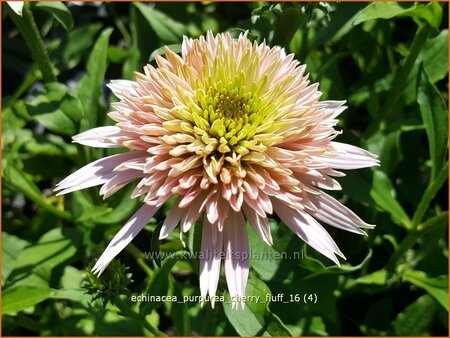 Echinacea purpurea &#39;Cherry Fluff&#39;