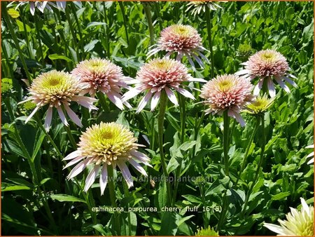 Echinacea purpurea &#39;Cherry Fluff&#39;