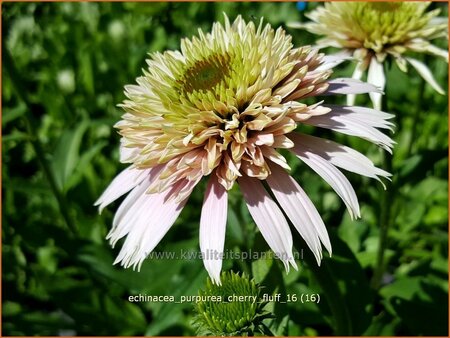 Echinacea purpurea &#39;Cherry Fluff&#39;