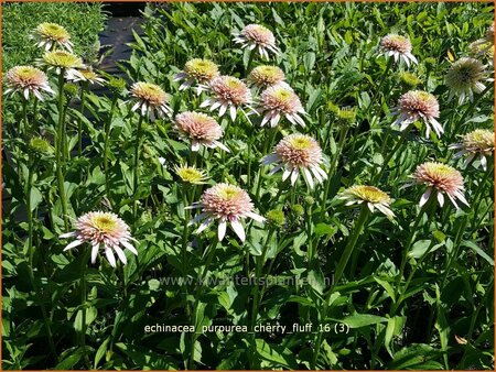 Echinacea purpurea &#39;Cherry Fluff&#39;