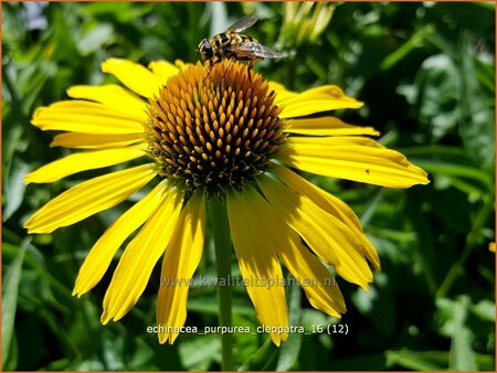 Echinacea purpurea &#39;Cleopatra&#39;