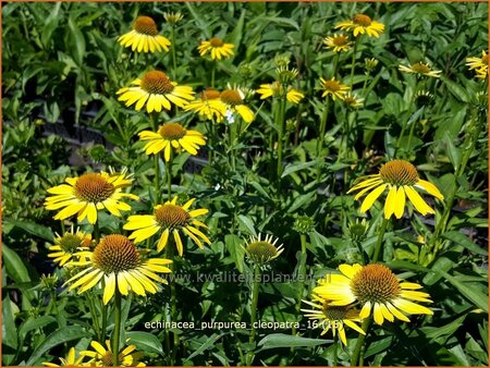 Echinacea purpurea &#39;Cleopatra&#39;