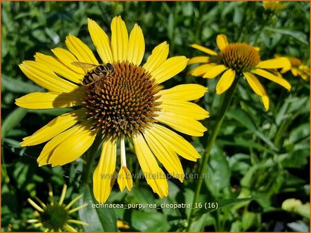 Echinacea purpurea &#39;Cleopatra&#39;
