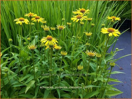 Echinacea purpurea &#39;Cleopatra&#39;