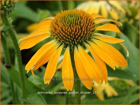 Echinacea purpurea &#39;Golden Skipper&#39;