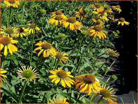 Echinacea purpurea &#39;Golden Skipper&#39;