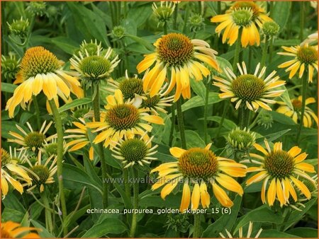 Echinacea purpurea &#39;Golden Skipper&#39;