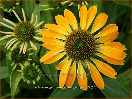 Echinacea purpurea &#39;Golden Skipper&#39;