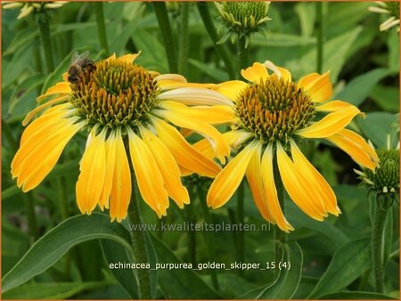 Echinacea purpurea &#39;Golden Skipper&#39;