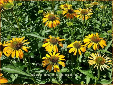 Echinacea purpurea &#39;Golden Skipper&#39;