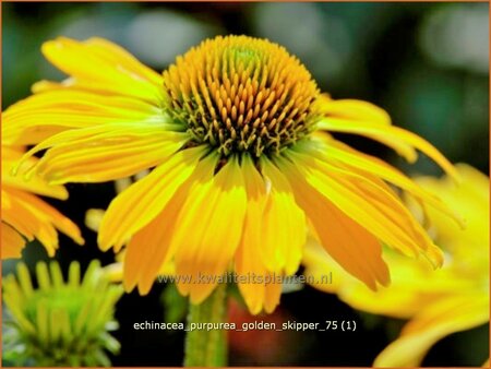 Echinacea purpurea &#39;Golden Skipper&#39;