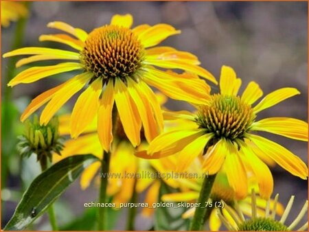 Echinacea purpurea &#39;Golden Skipper&#39;