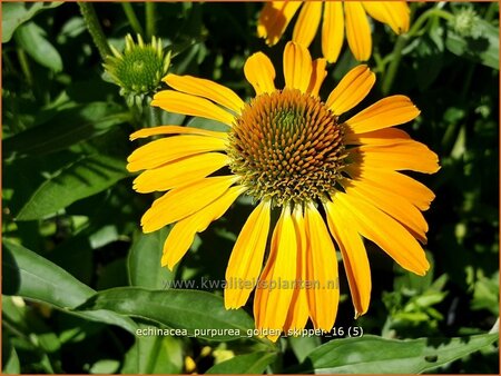 Echinacea purpurea &#39;Golden Skipper&#39;