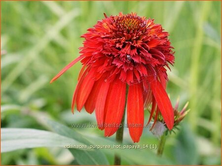 Echinacea purpurea &#39;Hot Papaya&#39;