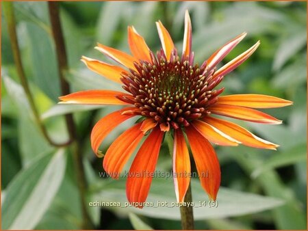 Echinacea purpurea &#39;Hot Papaya&#39;