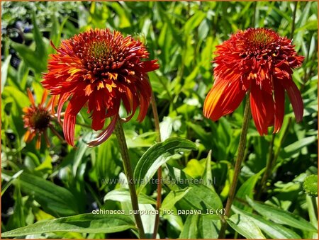 Echinacea purpurea &#39;Hot Papaya&#39;