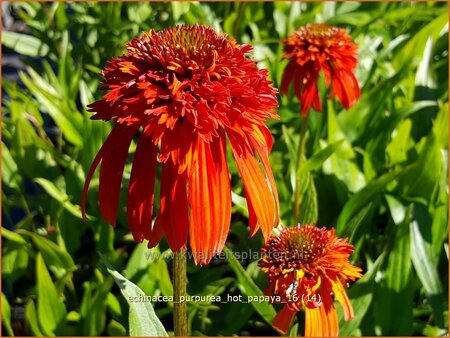 Echinacea purpurea &#39;Hot Papaya&#39;