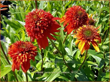 Echinacea purpurea &#39;Hot Papaya&#39;