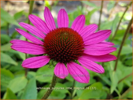 Echinacea purpurea &#39;Little Magnus&#39;
