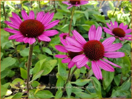 Echinacea purpurea &#39;Little Magnus&#39;