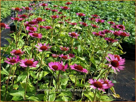 Echinacea purpurea &#39;Little Magnus&#39;