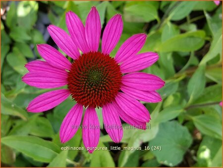 Echinacea purpurea &#39;Little Magnus&#39;