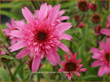 Echinacea purpurea &#39;Mini Belle&#39;