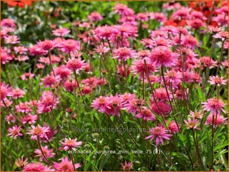 Echinacea purpurea &#39;Mini Belle&#39;
