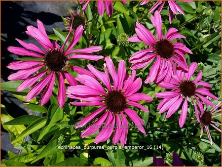 Echinacea purpurea &#39;Purple Emperor&#39;