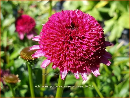 Echinacea purpurea &#39;Sweet Sixteen&#39;