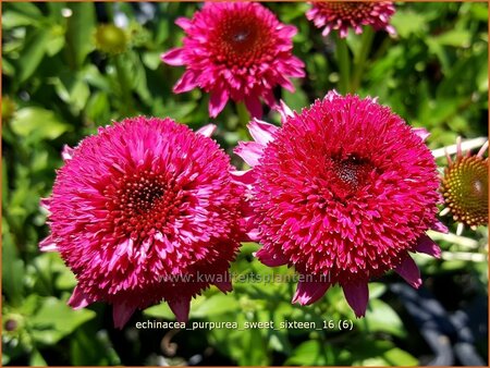 Echinacea purpurea &#39;Sweet Sixteen&#39;