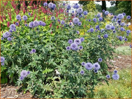 Echinops ritro &#39;Veitch&#39;s Blue&#39;