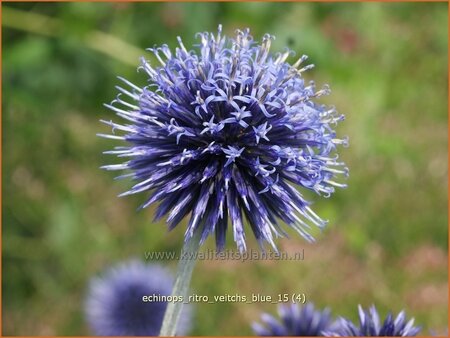 Echinops ritro &#39;Veitch&#39;s Blue&#39;