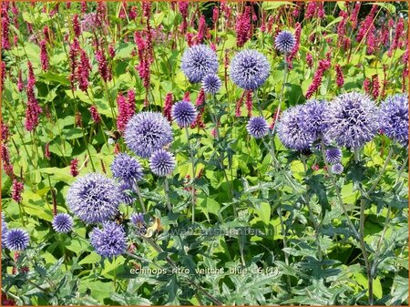 Echinops ritro &#39;Veitch&#39;s Blue&#39;