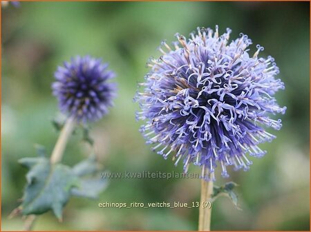 Echinops ritro &#39;Veitch&#39;s Blue&#39;