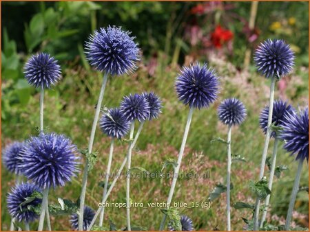 Echinops ritro &#39;Veitch&#39;s Blue&#39;