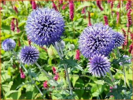 Echinops ritro &#39;Veitch&#39;s Blue&#39;