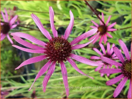 Echinacea tennesseensis &#39;Rocky Top Hybrids&#39;