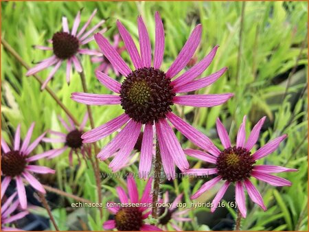 Echinacea tennesseensis &#39;Rocky Top Hybrids&#39;