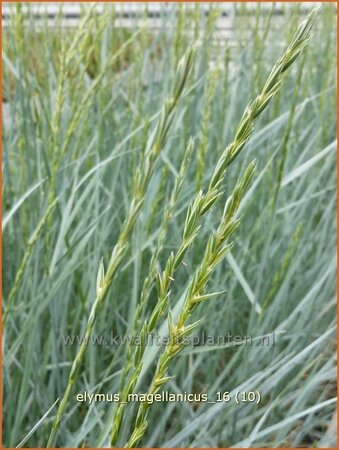 Elymus magellanicus